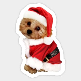 Christmas Cavachon Sticker